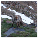 Ein Fuchs auf dem Gletschertrekking