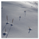 Schneeschuhwanderung inmitten der Schweiz