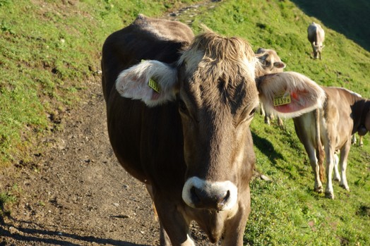 Beim Abstieg vom Schiberg guckt ein braunes Rind in die Kamera.