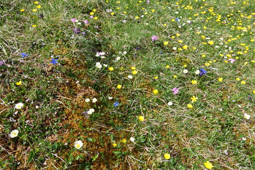 Gelbe, blaue, violette und weisse Bergblumen in einer Wiese am Muertschenstock.